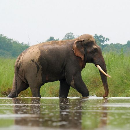 فندق Family House - Bardia National Park Bardiya المظهر الخارجي الصورة