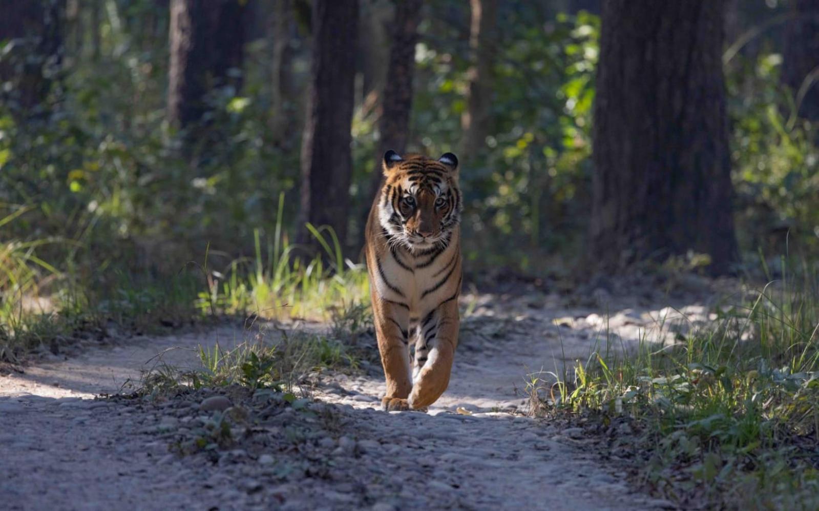 فندق Family House - Bardia National Park Bardiya المظهر الخارجي الصورة