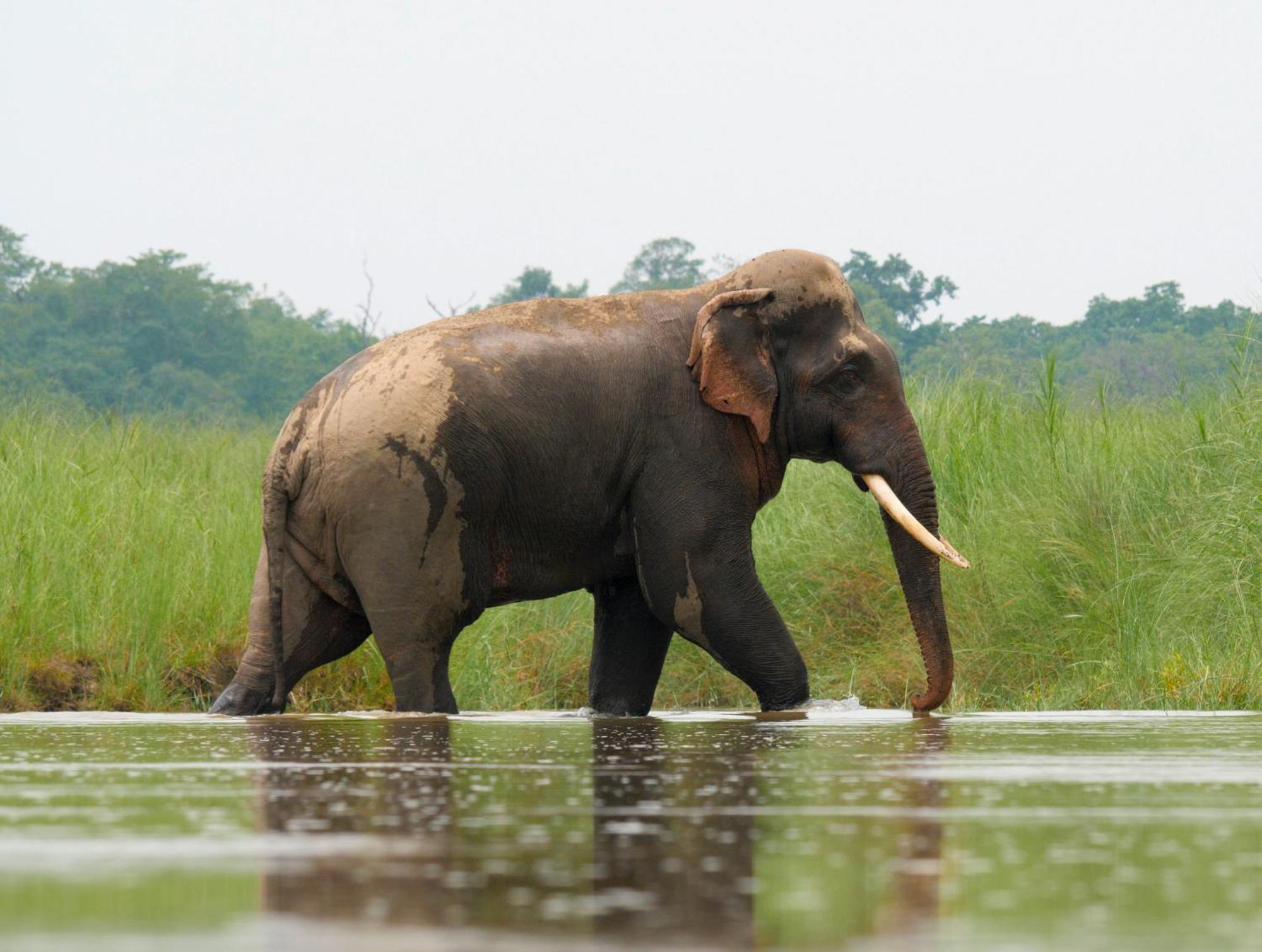 فندق Family House - Bardia National Park Bardiya المظهر الخارجي الصورة